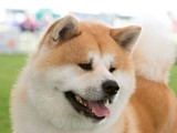 Cachorros Akita Inu