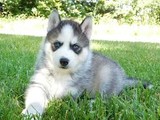 Cachorros de husky siberiano