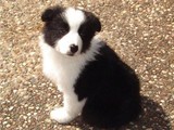 Cachorros Border Collie de 2 meses