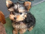 Cachorros yorkshire terrier