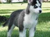 Husky siberiano original