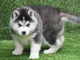 Cachorros de husky siberiano