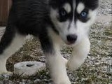 Husky 2 meses y medio hembra