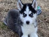 Cachorro de husky siberiano