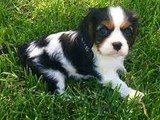 Cachorros Cavalier King nacidos en 