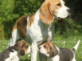 Cachorros Beagle de Comapgnia