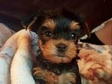 Cachorros Yorkie para adopción