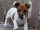 Jack Russell