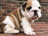 Cachorros de bulldog inglés