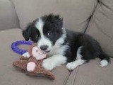 Border collie