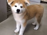 Cachorros Akita inu