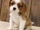 Cavalier king Pedigree