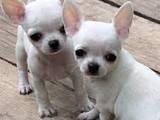 Cachorros chihuahua