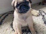 Cuccioli di Carlino