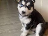 Cachorros de husky siberiano