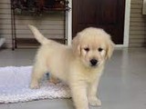 Golden Retriever con cachorros de p