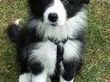 Cachorros border collie