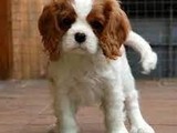 Cavalier King