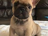 Bulldog francés