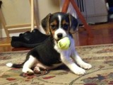 Cachorros Beagle Disponibles