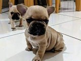 Cachorros de bulldog francés / bull