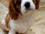 Cachorros Cavalier King