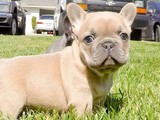 Cachorros de bulldog francés
