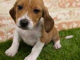 Vendo Beagle Hembra