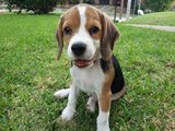 Cría de cachorros beagle