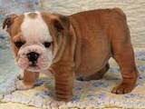 Cachorros Bulldog Inglés Blanco y M