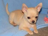 Vendo hermosos cachorros de chihuah