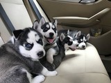 Cachorros de husky siberiano