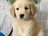 Cachorros de golden retriever