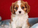 Cavalier king Pedigree