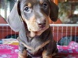 Dachshund Puppies