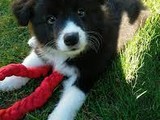 Border collie