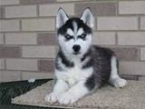 Cachorros de husky siberiano