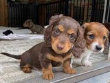 Cachorros Dachshund Enano De Pelo D