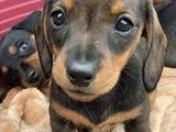 German Dachshunds Harlequin Puppies