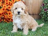 Cachorro Toy Poodle macho y hembra