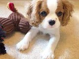 Cavalier King