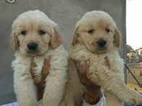 Venta cachorros Golden Retriever