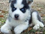 Husky siberiano original