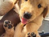 Golden Retriever con cachorros de p