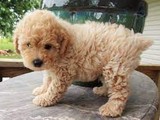 Poodle de juguete