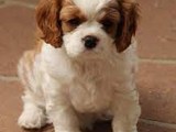 Cachorros Cavalier King