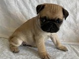 Cachorros de pug