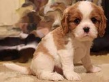 Cachorros Cavalier King Charles Cav