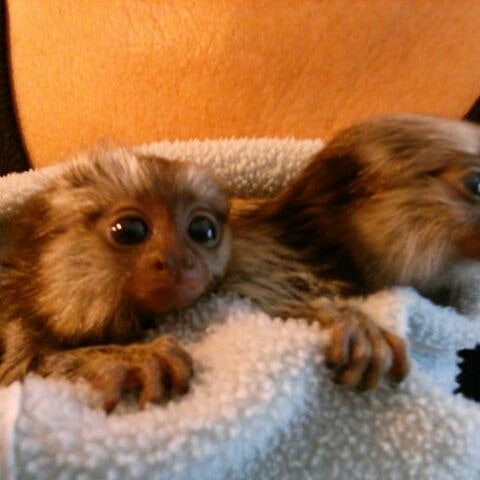 Mono Titi Bebe A Super Precio De Ve Mascotas En Clasificadospr Com