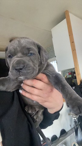 Cachorros Cane Corso A La Venta Para Compra Venta Mascotas En Clasificadospr Com